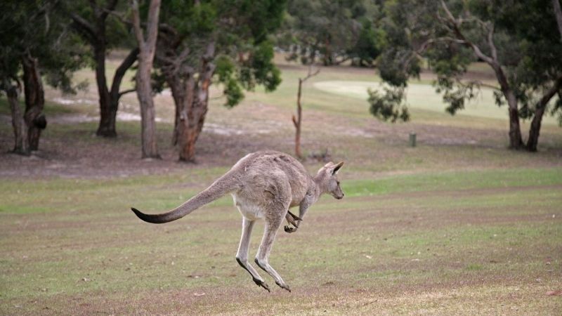 kangaroo anglesea golf club