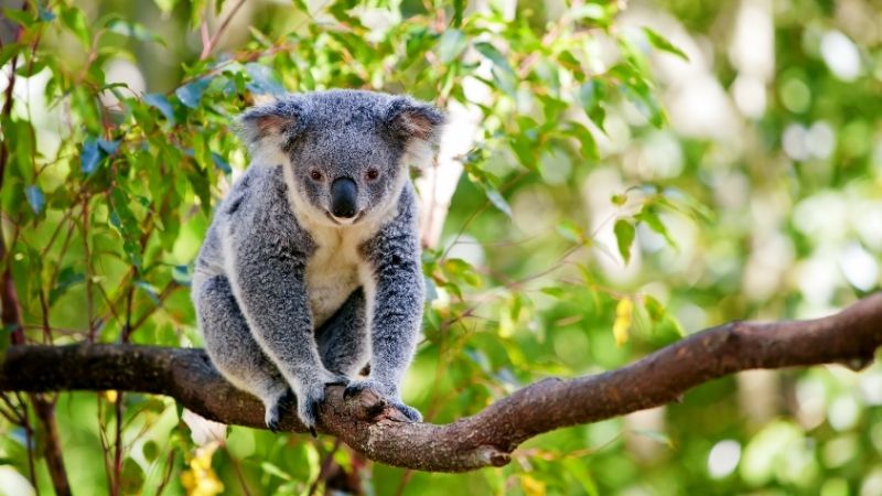 cape otway koala