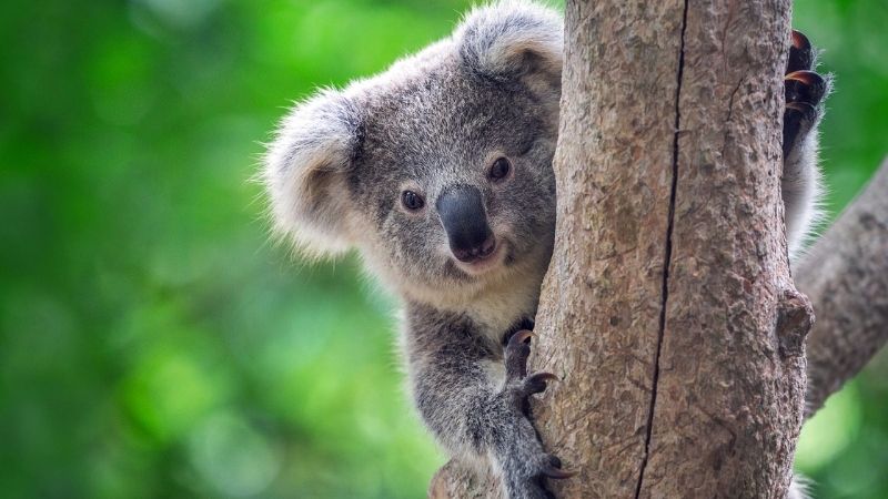 great ocean road koalas