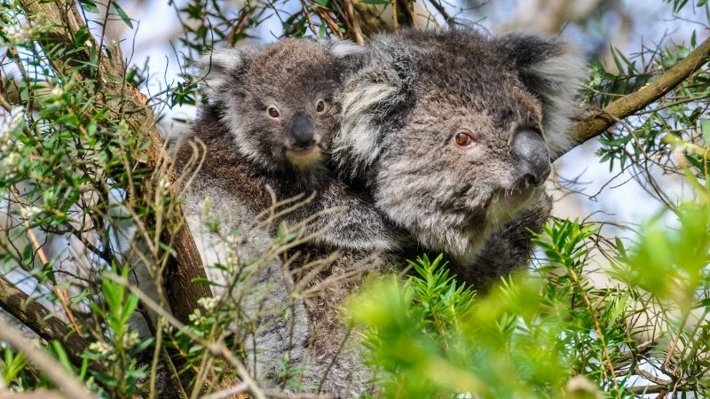 koala and joey