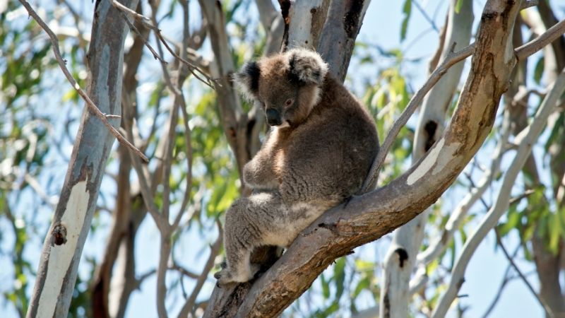 koala walk kennett river