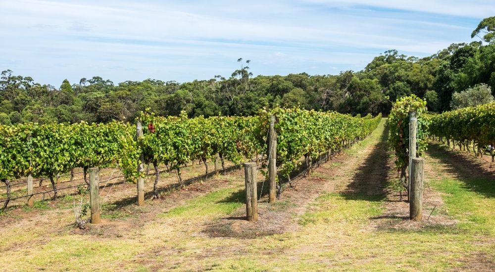 great ocean road wineries